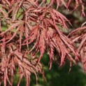 Acer palmatum 'Garnet' - 8