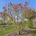 Magnolia Susan - 2