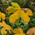 Acer campestre 'Green Column' - Foto 1