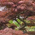 Acer palmatum 'Inaba Shidare' - Foto 5