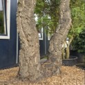 Quercus Suber - 5