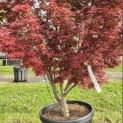 Acer palmatum 'Jerre Schwartz' - Foto 3
