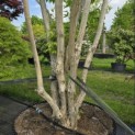 Heptacodium miconioides - Foto 1