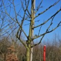 Malus domestica 'Rode Boskoop' - 1