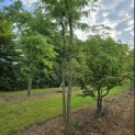 Gleditsia triacanthos ‘Inermis’ - Foto 1