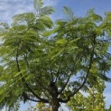Albizia julibrissin 'Ombrella' - 4