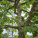 Liquidambar styraciflua - 3