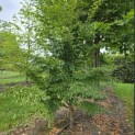 Stewartia Rostrata - 4