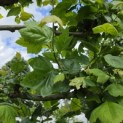Platanus hispanica - 3