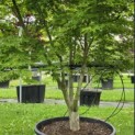 Acer palmatum - Foto 2