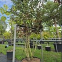 Elaeagnus ebbingei - 4