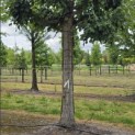 Tilia platyphyllos - Foto 2