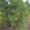 Pinus nigra 'Nigra' - 3