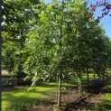 Tilia x europaea 'Euchlora' - 5