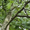 Liquidambar styraciflua - 6