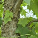 Liquidambar styraciflua - 7