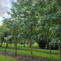 Liquidambar styraciflua - Foto 1