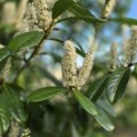 Prunus laurocerasus 'Rotundifolia' - Foto 1