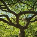 Acer palmatum 'Dissectum' - Foto 2