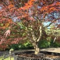 Acer palmatum 'Atrolineare' - 4