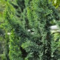 Chamaecyparis l. 'Wissel's Saguaro' - 2