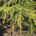Cedrus deodara 'Aurea' - 1