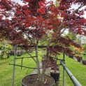 Acer palmatum 'Bloodgood' - Foto 1