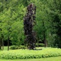 Fagus sylvatica 'Purple Fountain' - impressie volwassen boom.  dit is NIET de boom die geleverd wordt.