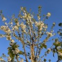 Prunus avium 'Regina' - Foto 2