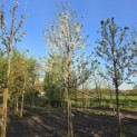 Prunus avium 'Regina' - Foto 3