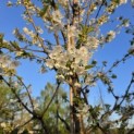 Prunus avium 'Regina' - Foto 1