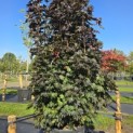 Acer plat. 'Crimson King' - 2