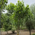 Liriodendron tulipifera 'Aureomarginatum' - 2