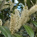 Prunus laur. Caucasica - 5