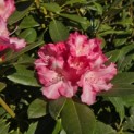 Rhododendron Yakushimanum'Marlis' - Foto 3