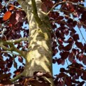 Fagus sylvatica 'Atropunicea' - mei 2026