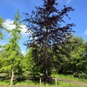 Fagus sylvatica 'Atropunicea' - mei 2026