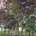Acer palmatum 'Bloodgood' - Foto 4
