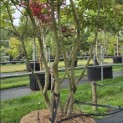 Parrotia persica - 2