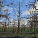 Fagus sylvatica 'Atropunicea' - december 2024