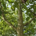 Juglans regia 'Coenen'' - Foto 3