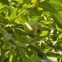 Juglans regia 'Coenen'' - Foto 4