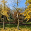 Ginkgo biloba - 2024