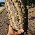 Ginkgo biloba - Foto 4
