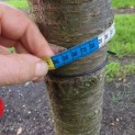Prunus avium 'Plena' - Foto 3