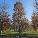 Carpinus betulus - 1