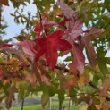 Liquidambar styraciflua - 5