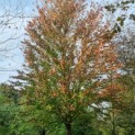 Cercidiphyllum japonicum - Foto 2