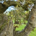 Acer palmatum 'Dissectum' - Foto 1