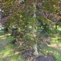 Fagus sylvatica 'Atropunicea' - Foto 1